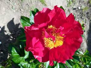 IMG_20210602_101404_1.jpg