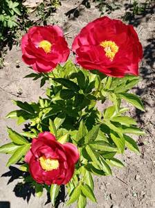 IMG_20210605_122014.jpg
