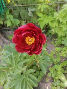 IMG_20210605_134241.jpg