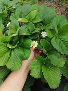 IMG_20210608_190246.jpg