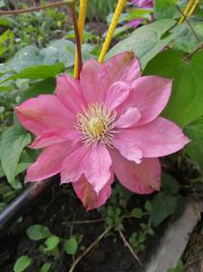IMG_20210609_054157.jpg