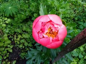 IMG_20210610_134100.jpg