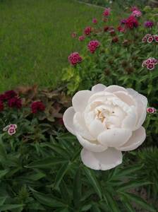 IMG_20210610_134801.jpg
