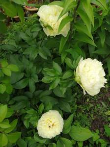 IMG_20210610_135913.jpg