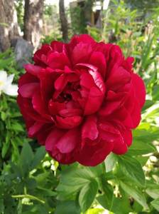 IMG_20210613_084450.jpg