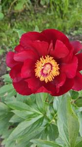 IMG_20210613_182238.jpg