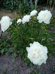 IMG_20210613_192433.jpg