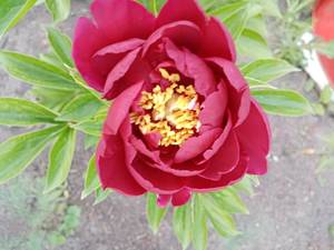 IMG_20210613_192454.jpg