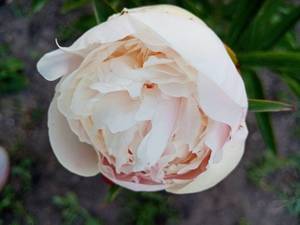 IMG_20210613_192542.jpg