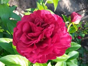 IMG_20210614_105216_1.jpg