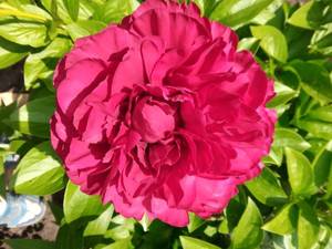 IMG_20210614_133236_1.jpg