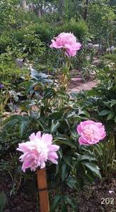 IMG_20210614_152958.thumb.jpg.96f310e8fba6c40136129e9792f46cf2.jpg