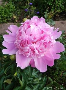 IMG_20210614_153015.jpg