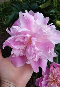 IMG_20210614_153051.jpg