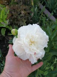 IMG_20210614_164826.jpg