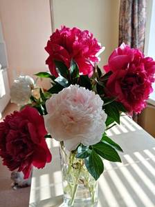 IMG_20210614_181919.jpg