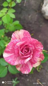 IMG_20210614_192157.jpg