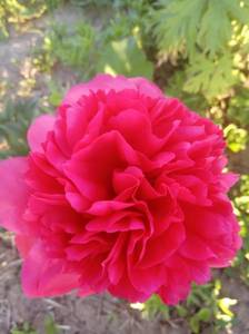 IMG_20210614_195308.jpg
