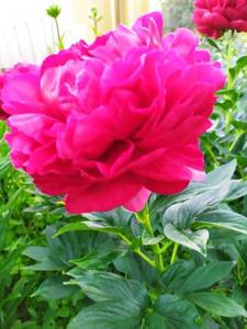 IMG_20210614_202953.thumb.jpg.c734060f83eebdef1c34b9dc80f5f50e.jpg