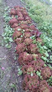 IMG_20210615_064412.jpg