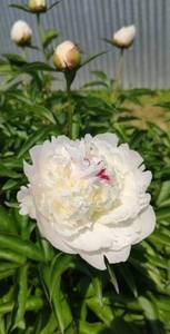 IMG_20210615_115617.jpg