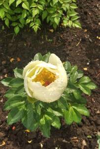 IMG_20210615_175205.jpg
