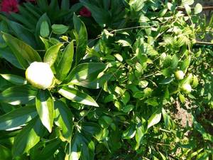 IMG_20210615_182724_2.jpg