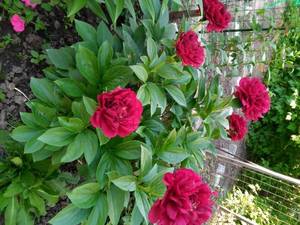 IMG_20210615_182747_2.jpg