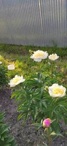IMG_20210615_184604.jpg