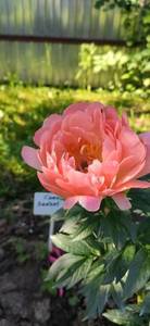 IMG_20210619_080456.jpg