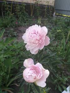 IMG_20210619_143511.jpg