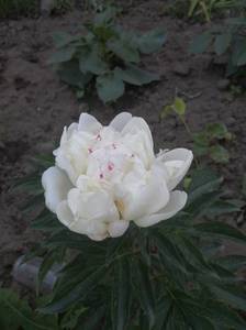 IMG_20210621_165326.jpg