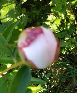 IMG_20210621_230921.jpg