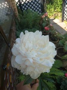 IMG_20210623_094507.jpg