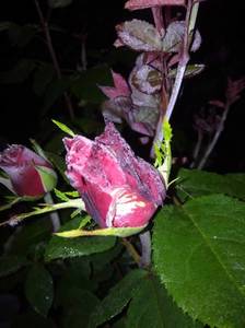 IMG_20210624_002854.thumb.jpg.902da067a5e5210514d9eac15d74b577.jpg