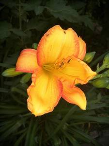 IMG_20210626_052209.jpg