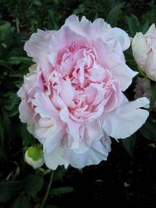 IMG_2032.thumb.JPG.18cb5ef2f7f90cbc7e7ea59e86e30ca4.JPG