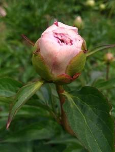 P_20210613_113255_vHDR_On_1.jpg