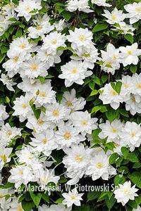 csm_pix347_Clematis_Isago_Z1_e9af28396f.jpg