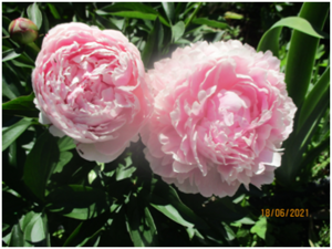 image.thumb.png.18bbb388878e39deaf19c7ecf6a9fe7d.png