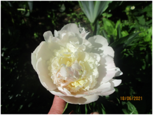 image.thumb.png.22c066a2037cc3f2a4516d1772cc927c.png