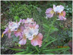 image.thumb.png.7c1efce400a04d4a0c4f8a34b6366fa2.png