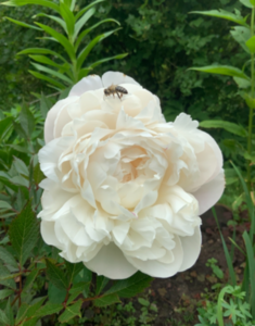 image.thumb.png.a4e09610c538b4f76429cad90214a86d.png