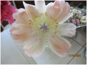 image.thumb.png.a96fbabb902241baadf95366035b04f8.png