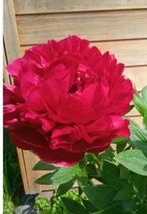 image.thumb.png.ad4c5507a89266031f210732bba731f3.png