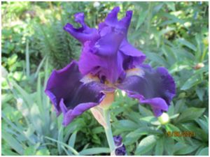 image.thumb.png.e8498acd845d51d3ead8b0f93697df51.png
