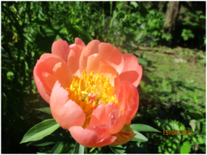 image.thumb.png.eb7d4d8f433cedcb4007f7dda42d7e98.png