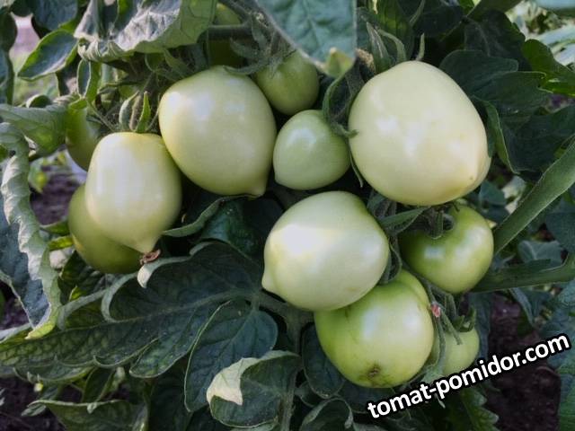 Сибирячка Тося / 7 июня