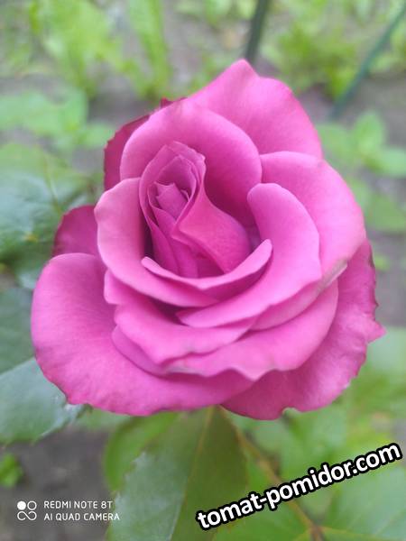 IMG_20210625_091257.jpg
