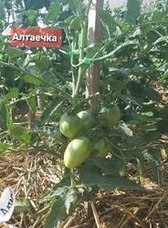 Алтаечка.jpg